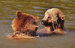 熊,wildpark 地点,播放