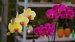 蝴蝶兰,色彩,黄紫色