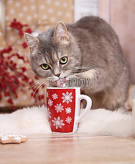 猫,tomcat的,圣诞