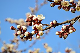 桃花,西安,春天