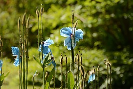 鲜花,夏天,夏天花