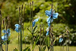 鲜花,夏天,夏天花