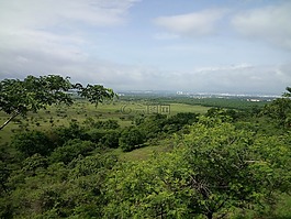 绿色,上午,丛林