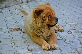 松狮犬,西藏狮子,狗