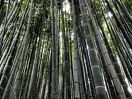岚,竹林,日本