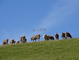 奶牛,碱性磷酸酶,瑞士