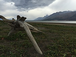 木材,壮丽,水