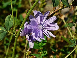 花,植物,百花草甸