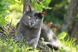 猫,灰色的皮毛,动物