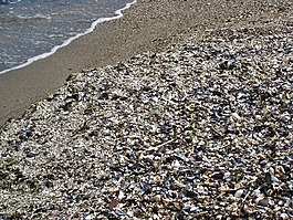 贝壳海滩,贻贝,波罗的海