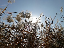 秋天,公园一角,芦苇