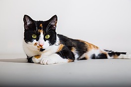 猫,优雅,很好