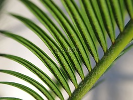西米露,棕榈,绿色