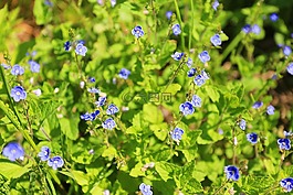 夏季,美容,夏季花卉