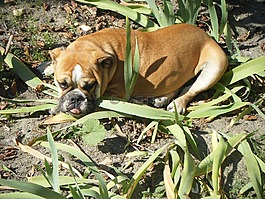 牛头犬,狗,英国牛头犬