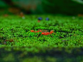 安特,草,绿色