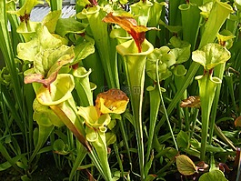 食虫花图片 食虫花素材 食虫花模板免费下载 六图网