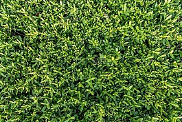 地面。,秋天的落叶,绿