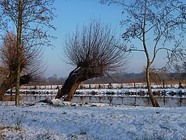 柳树,雪,水