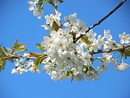 盛开的樱花,白色的花朵,支