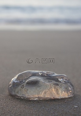 海滩,水母,利马