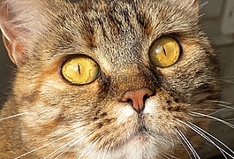 猫,头,脸