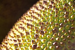 杰克水果,蜇,纹理