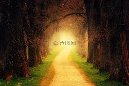 树,光,秘密