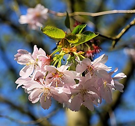 鲜花,日本樱花,日本樱花树