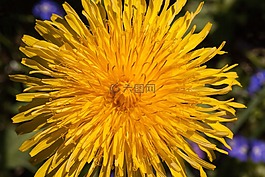 普通的蒲公英,蒲公英,花