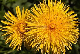 普通的蒲公英,蒲公英,花