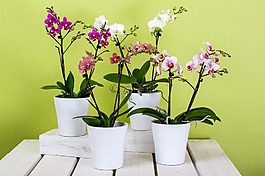 兰花,蝴蝶兰,花