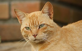 动物,猫,国内