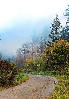 bieszczady,在森林里路,景观