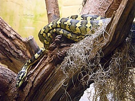 蛇,饲养站,爬行动物