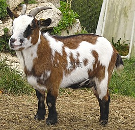 山羊,孩子,小山羊