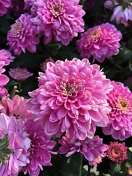菊花,粉红,层叠