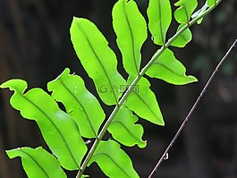 嫩枝,叶子,植物