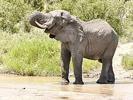 大象,大自然,体验