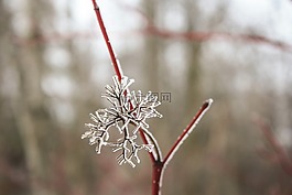 雪花,嫩枝,植物