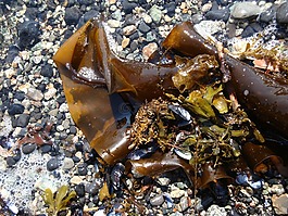 海带,肌肉,岸