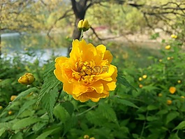 黄色花,黄色,鲜花