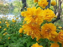黄色花,黄色,鲜花