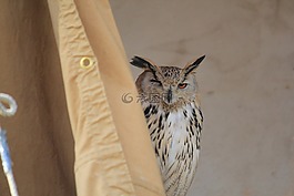 猫头鹰,坐在,鸟