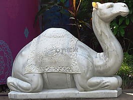 骆驼,偶像,白