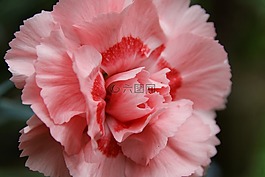 香石竹,花,性质