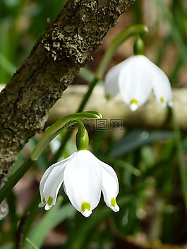 雪花,fruehlingsknotenblume,春天