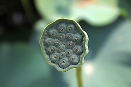 莲花水果,莲花,植物