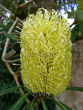 山龙眼花,艾幕角,花