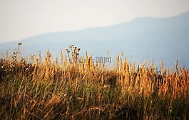 草地,乾草,秋